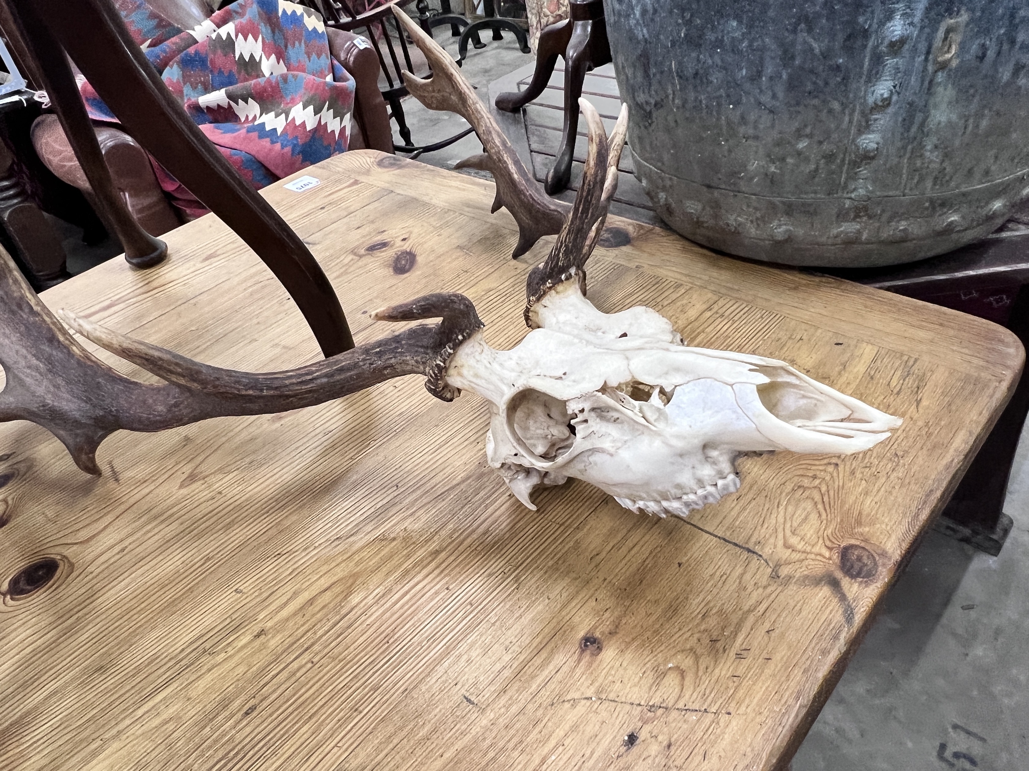 Two stag skull and antler wall trophies, larger height 80cm